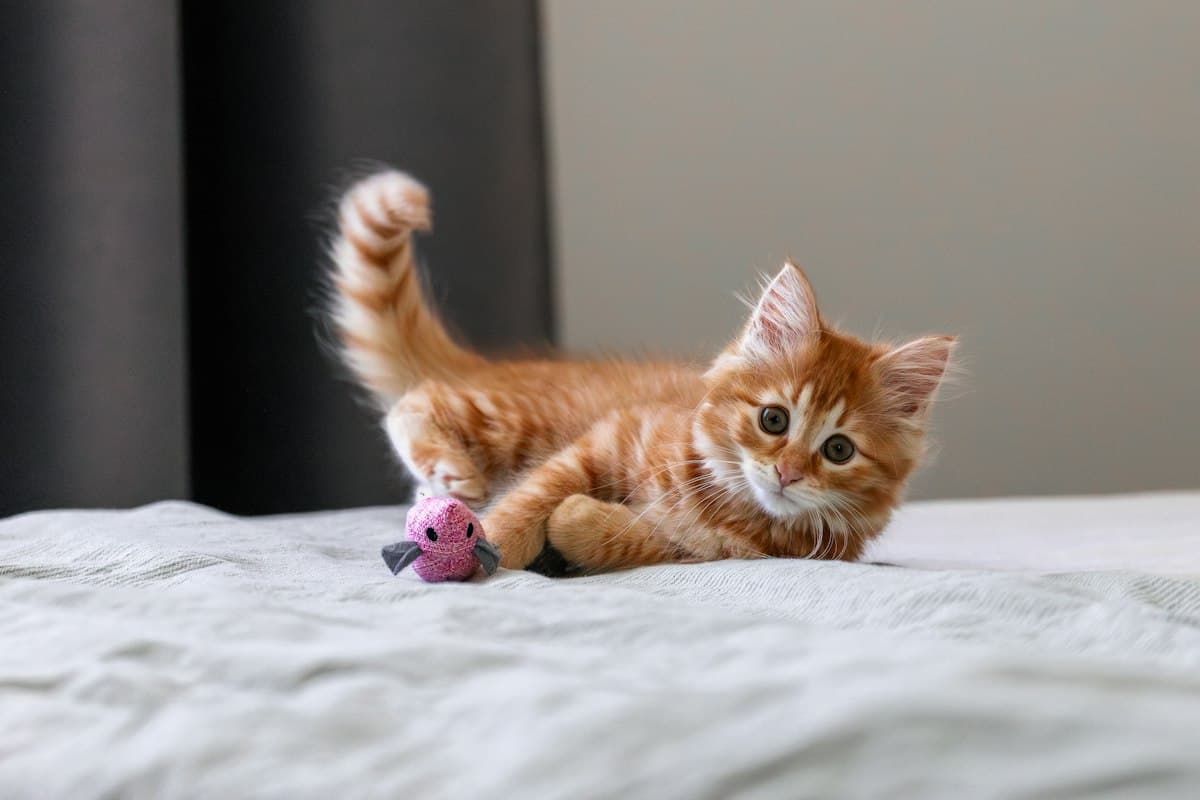 A playful kitten at home